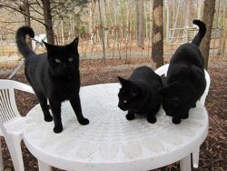 Random cat image from backend